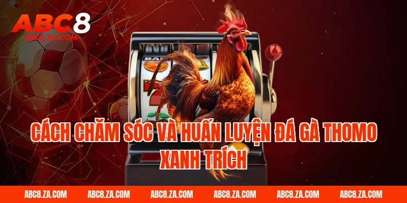 Cách chăm sóc và huấn luyện đá gà thomo xanh trích tại ABC8