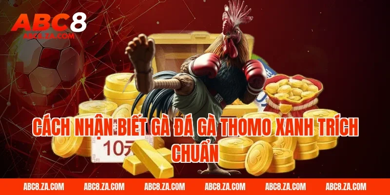 Cách nhận biết gà đá gà thomo xanh trích chuẩn tại ABC8